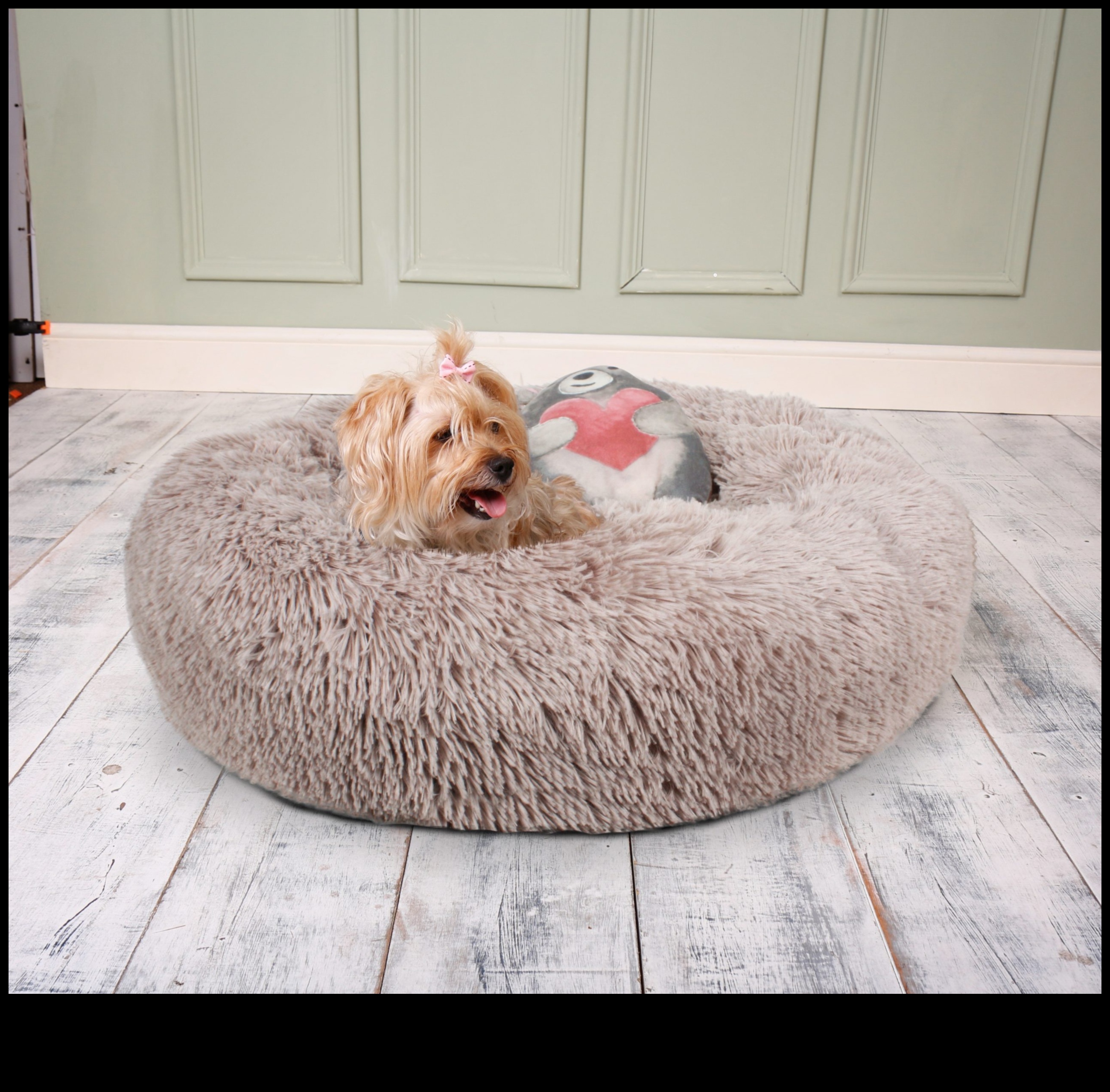 DIY dāvanas dzīvnieku mīļotājiem: uz mājdzīvniekiem orientētas dāvanas