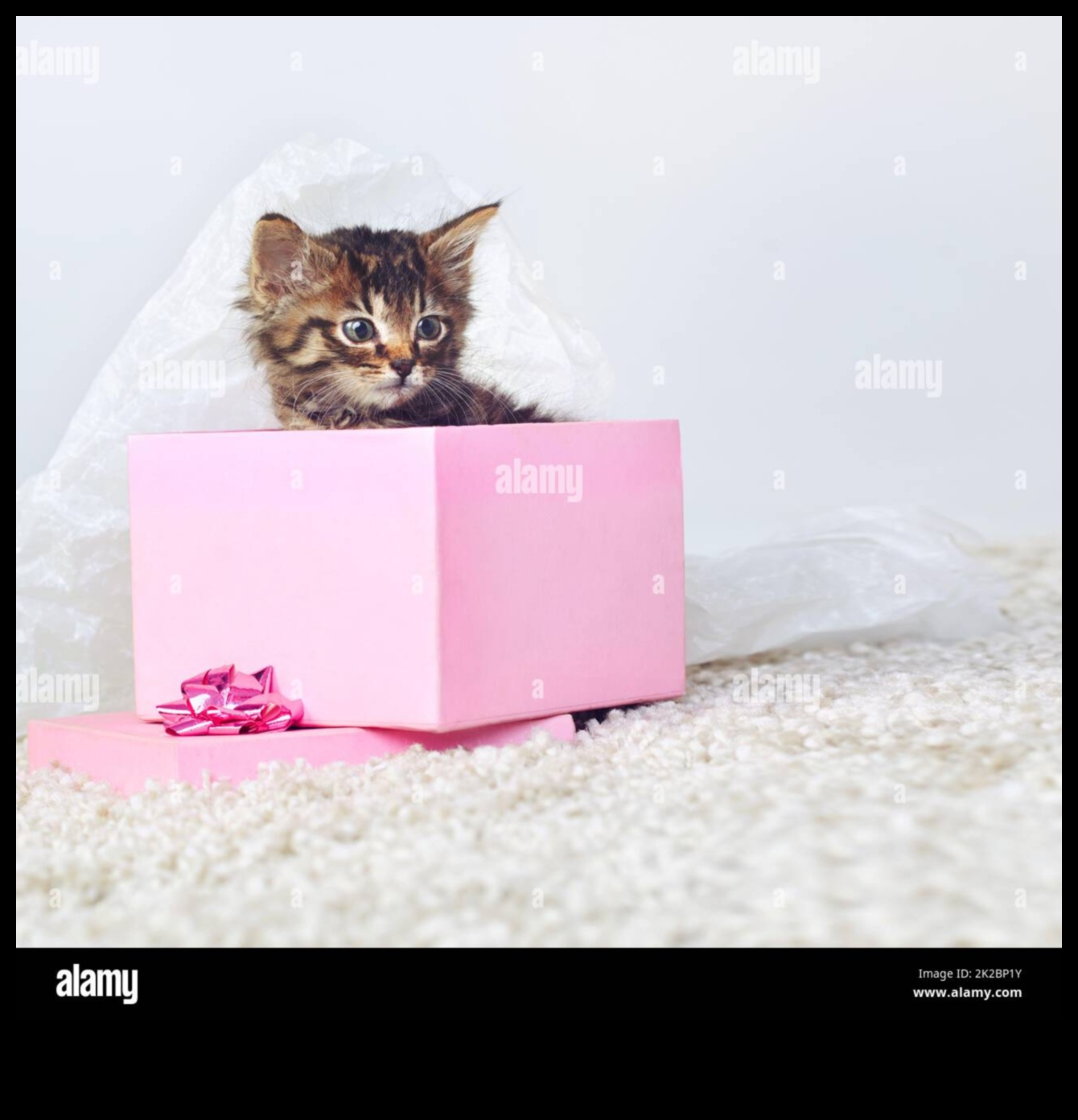 DIY dāvanas dzīvnieku mīļotājiem: uz mājdzīvniekiem orientētas dāvanas