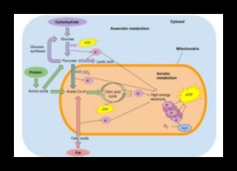 Šūnu degviela: barības vielu bioķīmiskais spēks