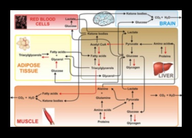 Šūnu degviela: barības vielu bioķīmiskais spēks