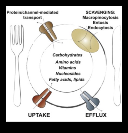 Šūnu degviela: barības vielu bioķīmiskais spēks