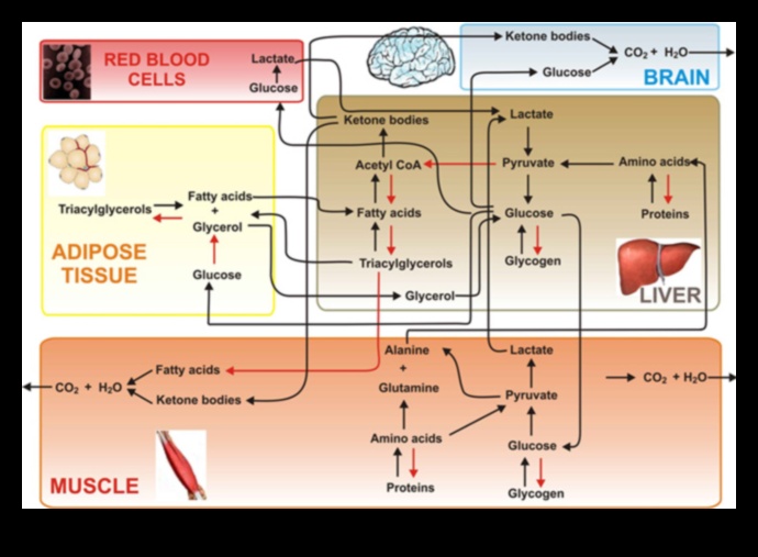 Šūnu degviela: barības vielu bioķīmiskais spēks