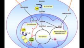 Šūnu degviela: barības vielu bioķīmiskais spēks