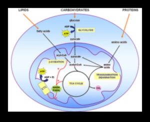Šūnu degviela: barības vielu bioķīmiskais spēks