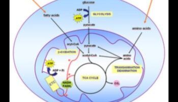 Šūnu degviela: barības vielu bioķīmiskais spēks