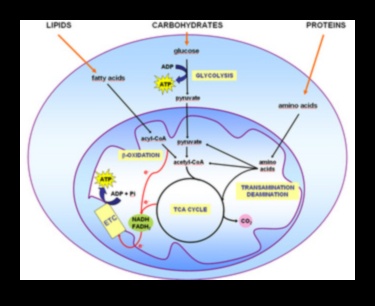 Šūnu degviela: barības vielu bioķīmiskais spēks